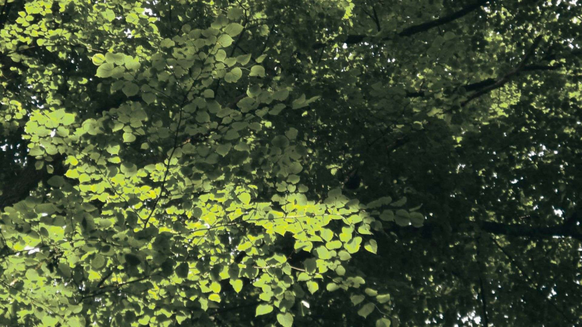 Bright green leaves on a tree canopy are backlit by sunlight, creating contrast with shadowed branches.